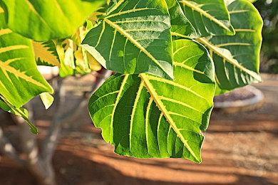 一次看够！《无主之地4》PC版50分钟试玩视频