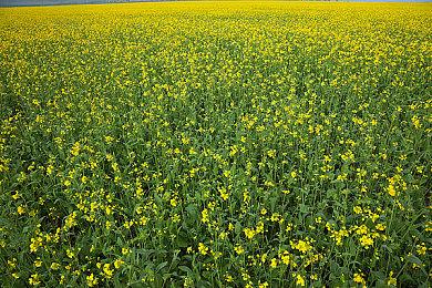 《雨中冒险》十周年庆典，Gearbox公布了该系列的多个新项目